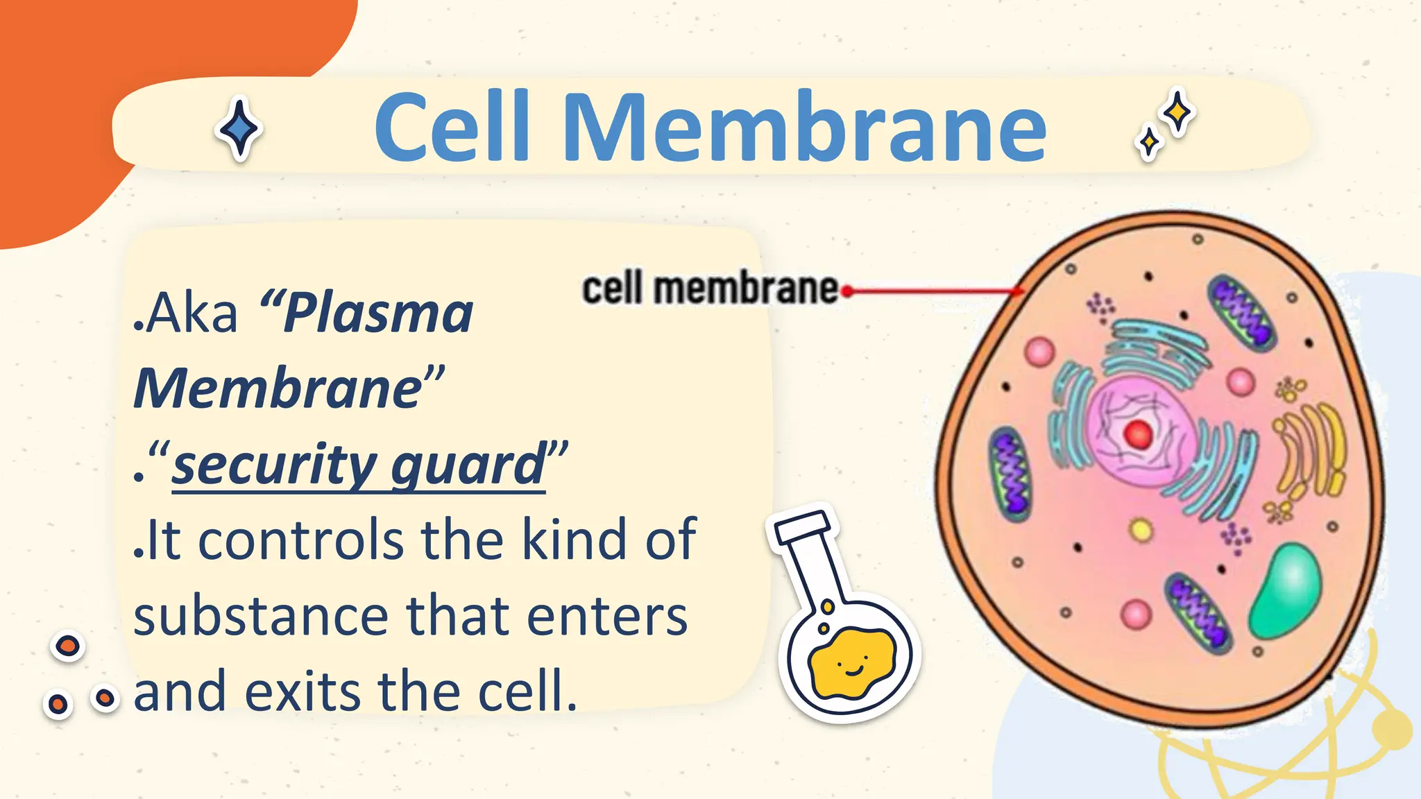 Cell Membrane
 