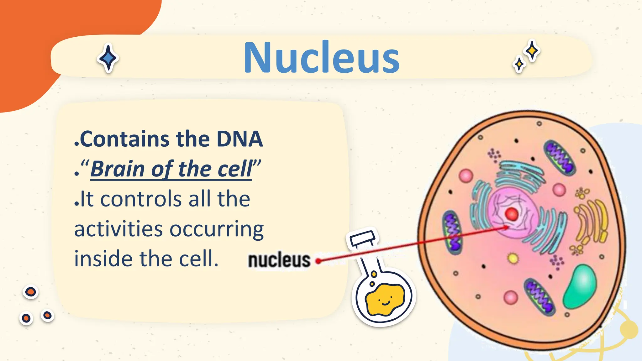 Nucleus
 