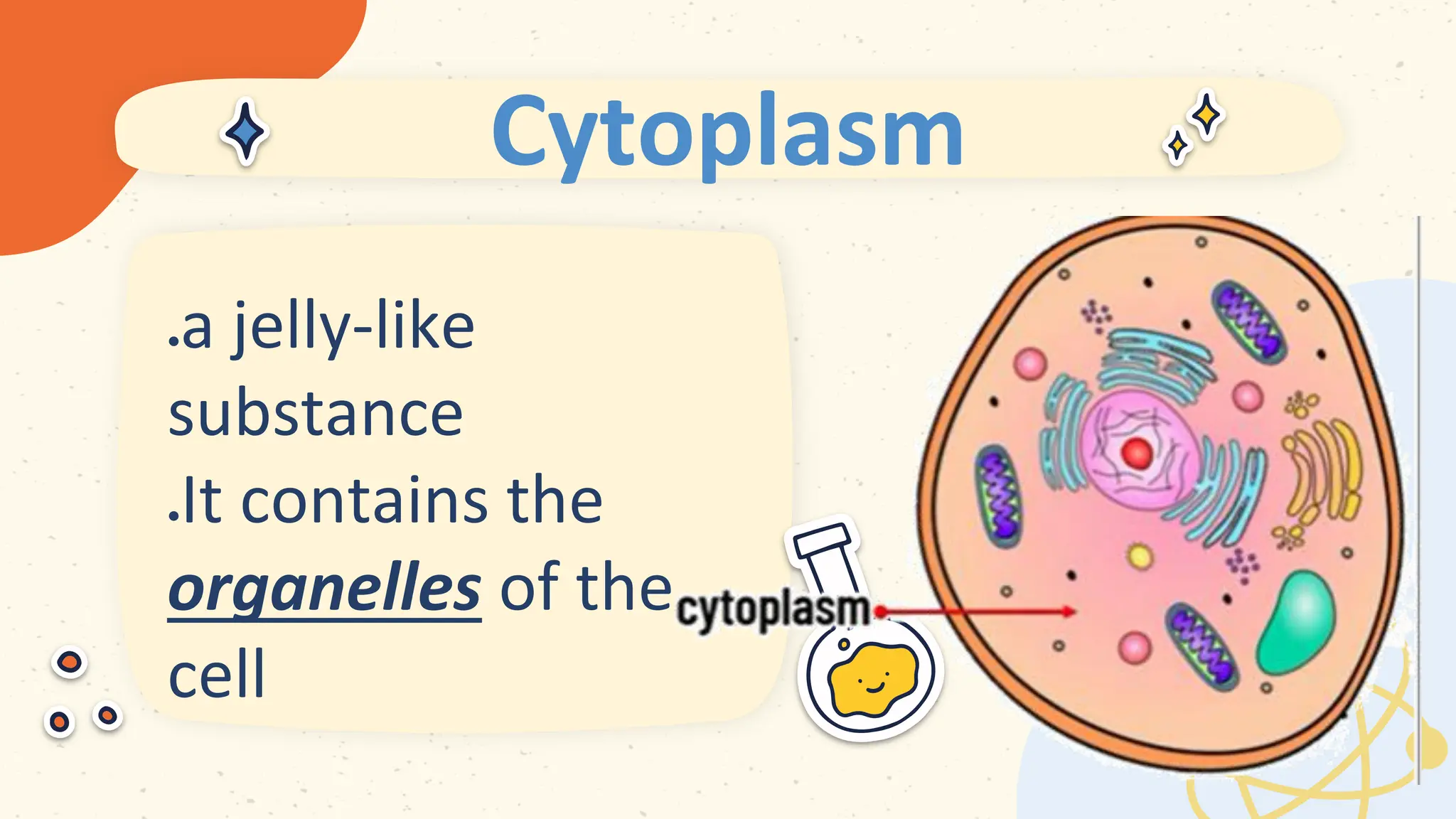 Cytoplasm
 