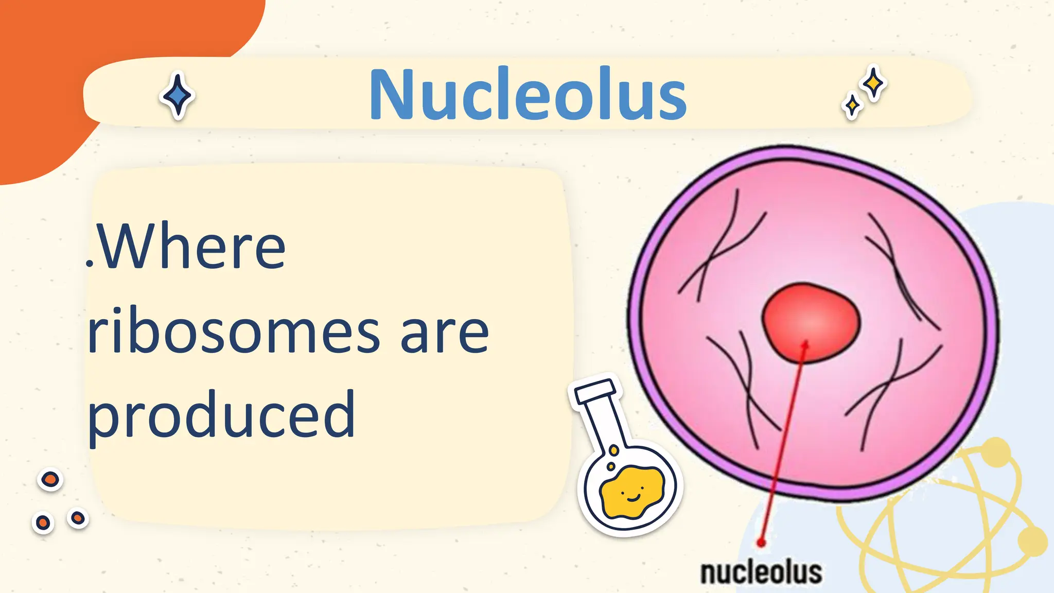 Nucleolus
 