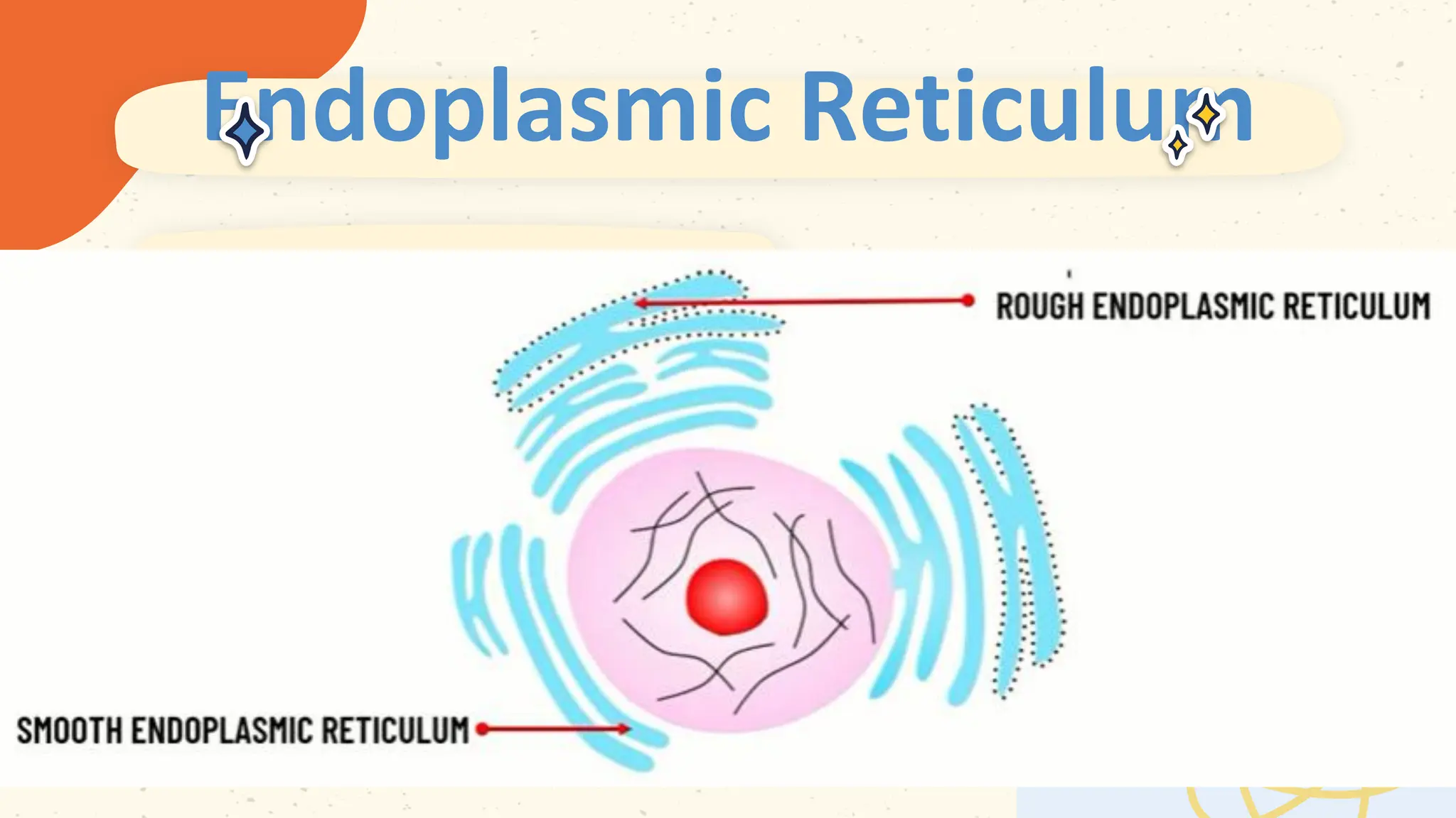 Endoplasmic Reticulum
 