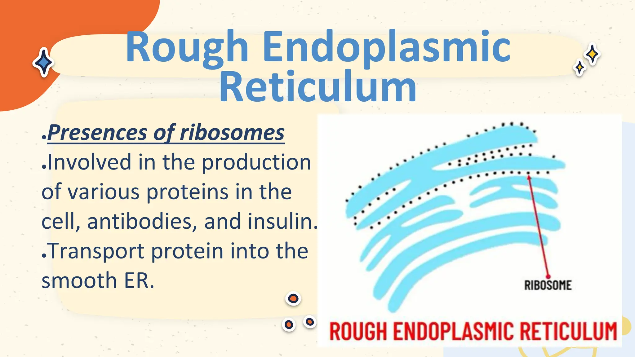 Rough Endoplasmic
Reticulum
 