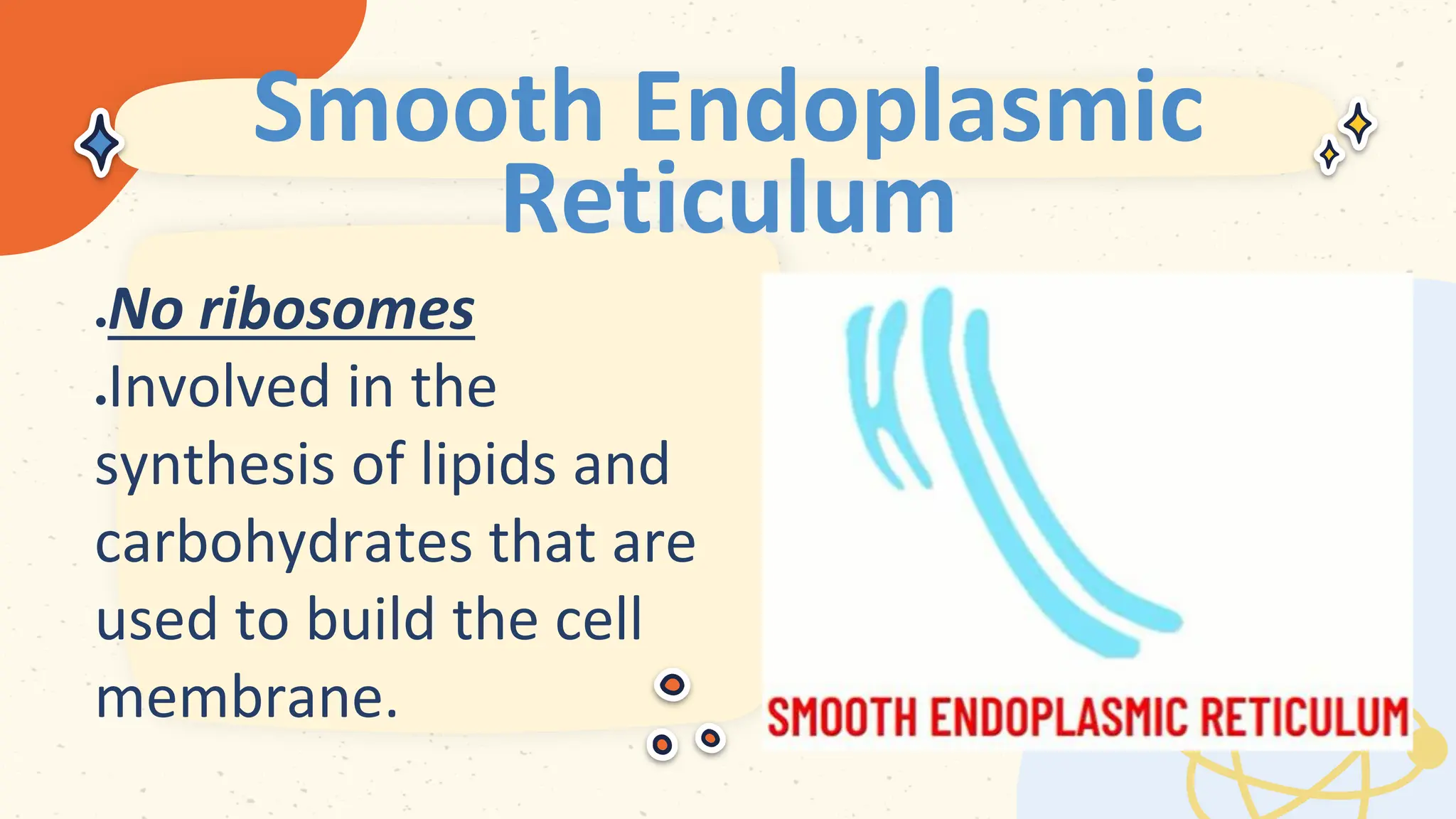 Smooth Endoplasmic
Reticulum
 