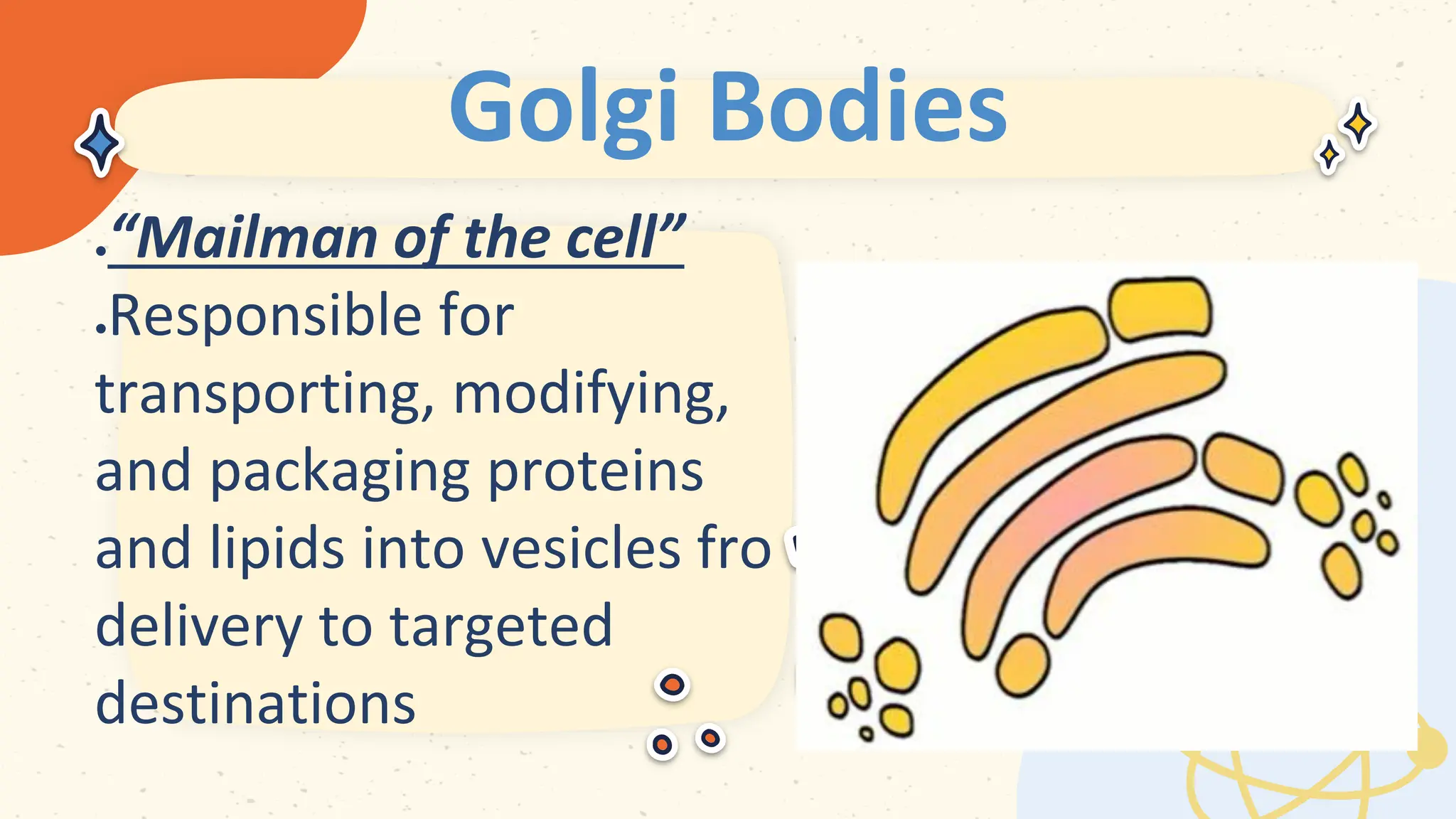 Golgi Bodies
 
