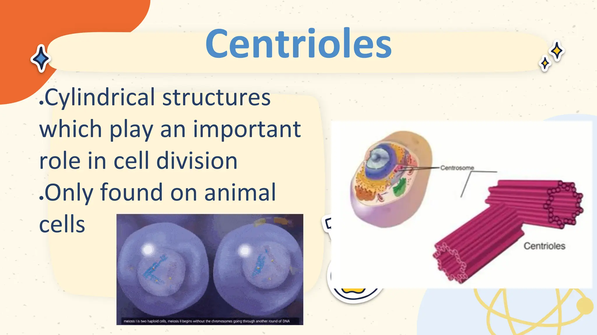 Centrioles
 