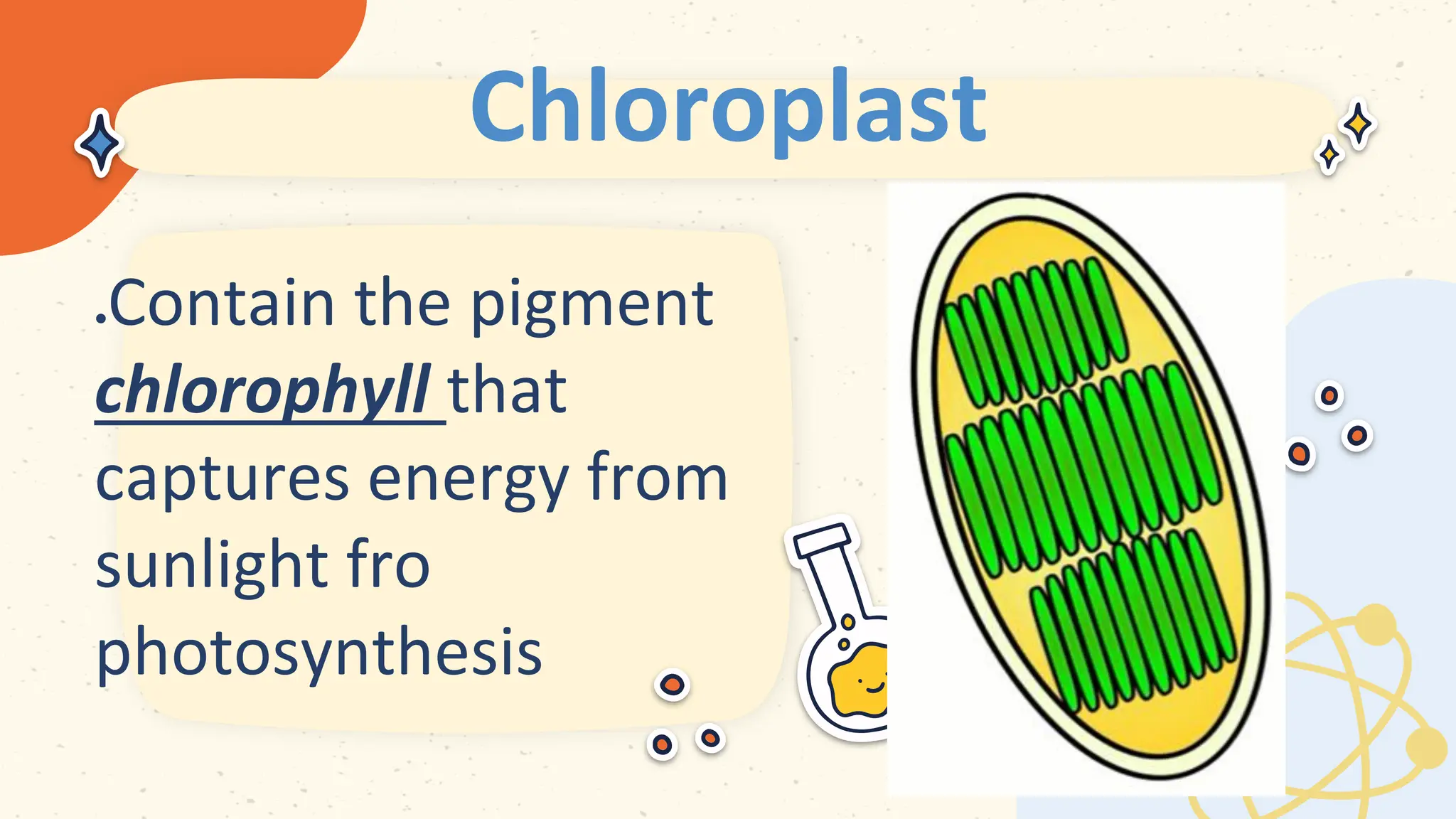 Chloroplast
 