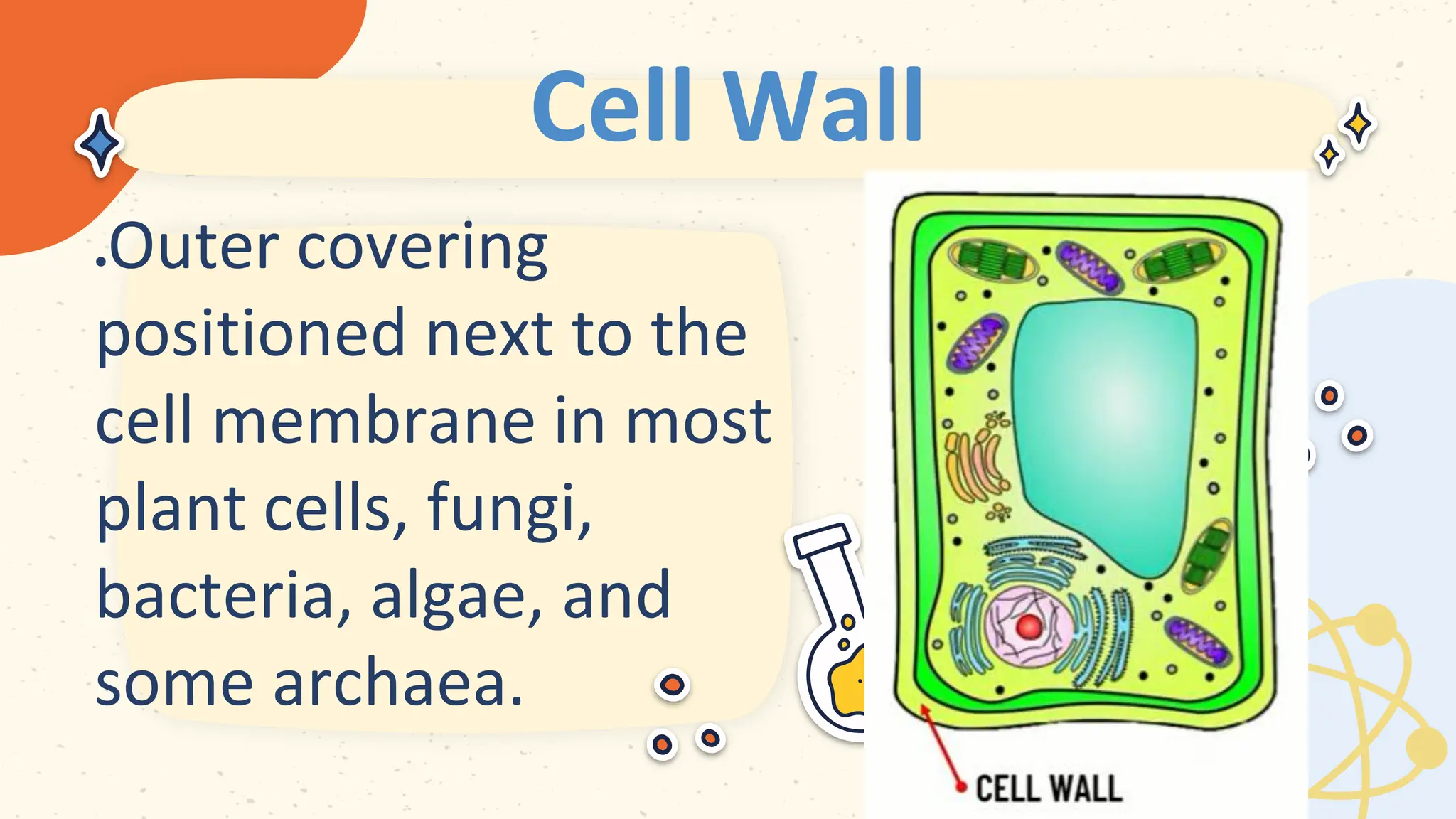 Cell Wall
 