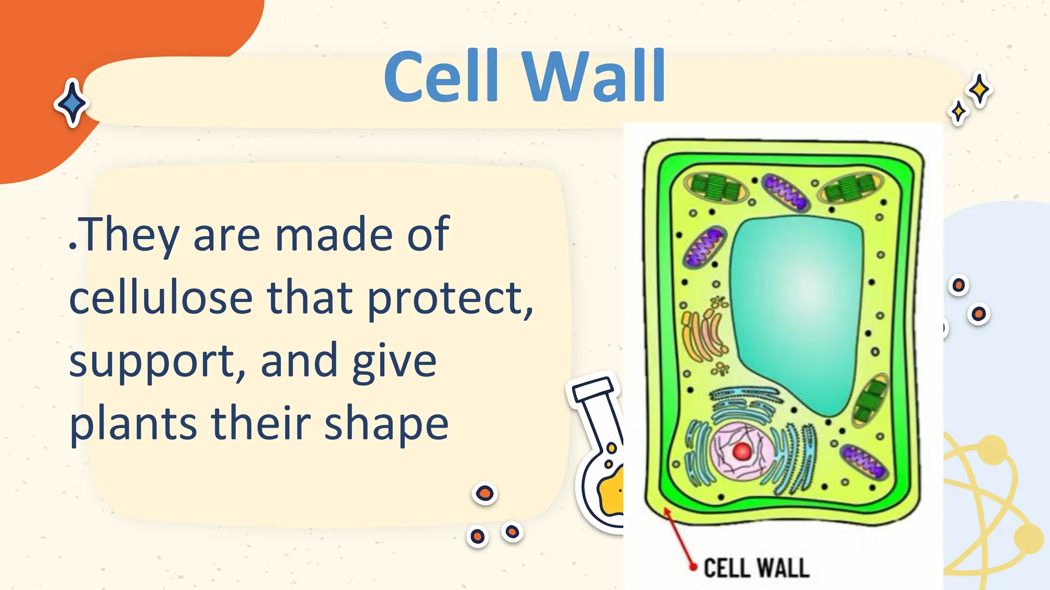 Cell Wall
 