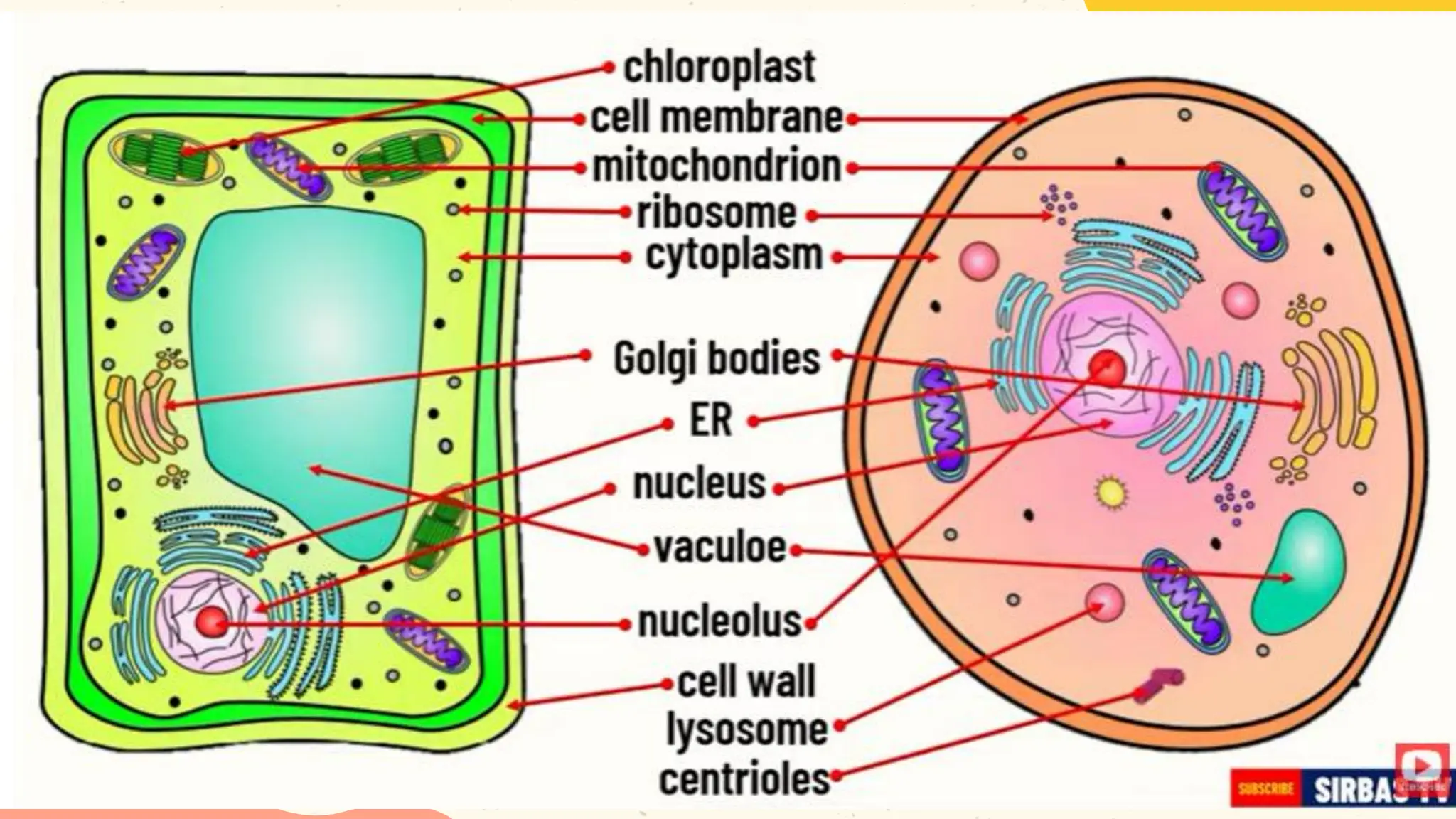 Before
Neptune is far away from
Earth
After
Venus is the second planet
from the Sun
Reversible
Mars is actually a very cold
place
Earth is the third planet from the Sun
Reversible processes
 