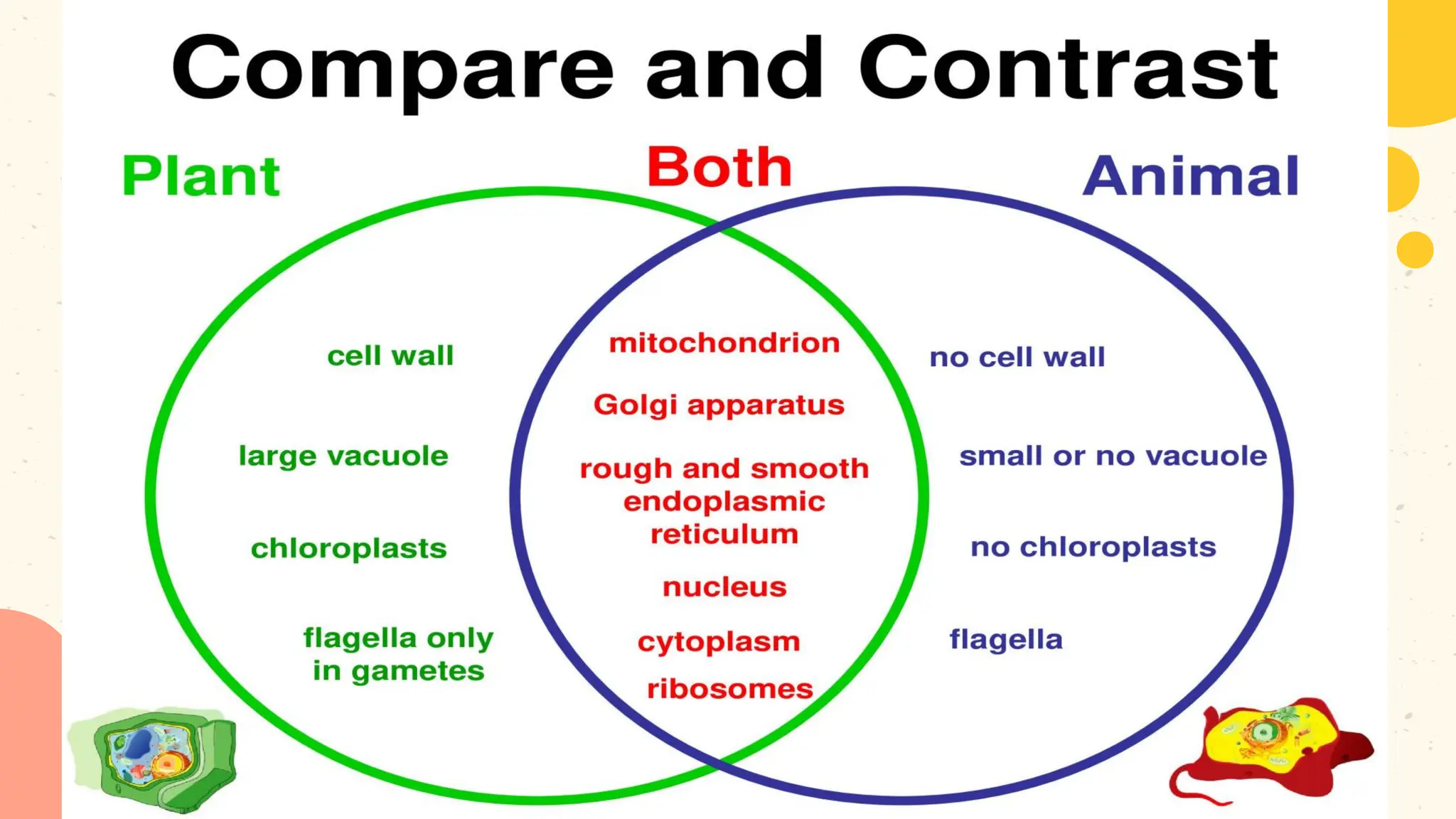 Before
Neptune is far away from
Earth
After
Venus is the second planet
from the Sun
Reversible
Mars is actually a very cold
place
Earth is the third planet from the Sun
Reversible processes
 