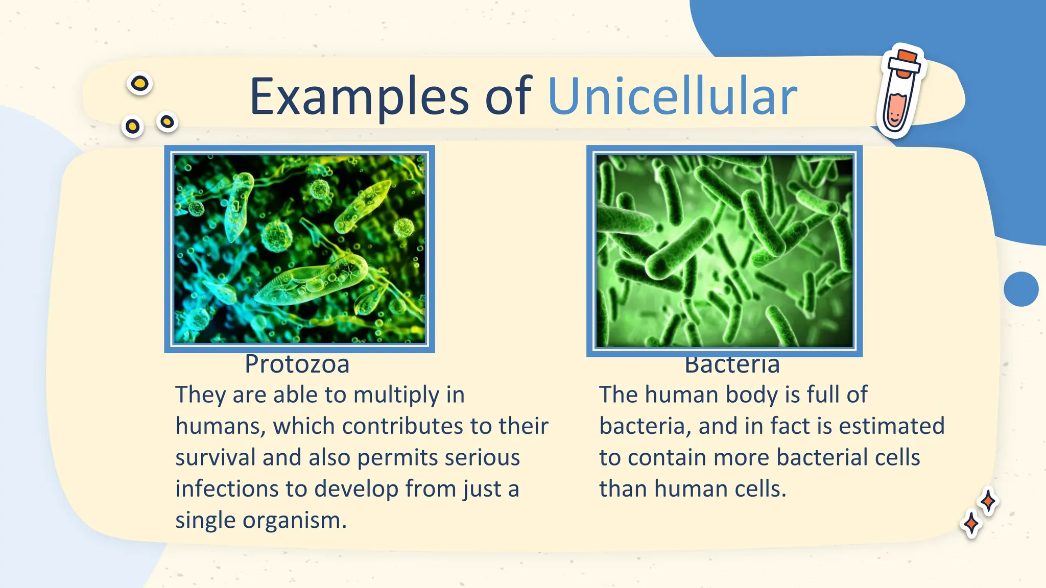Protozoa
They are able to multiply in
humans, which contributes to their
survival and also permits serious
infections to develop from just a
single organism.
Bacteria
The human body is full of
bacteria, and in fact is estimated
to contain more bacterial cells
than human cells.
Examples of Unicellular
 