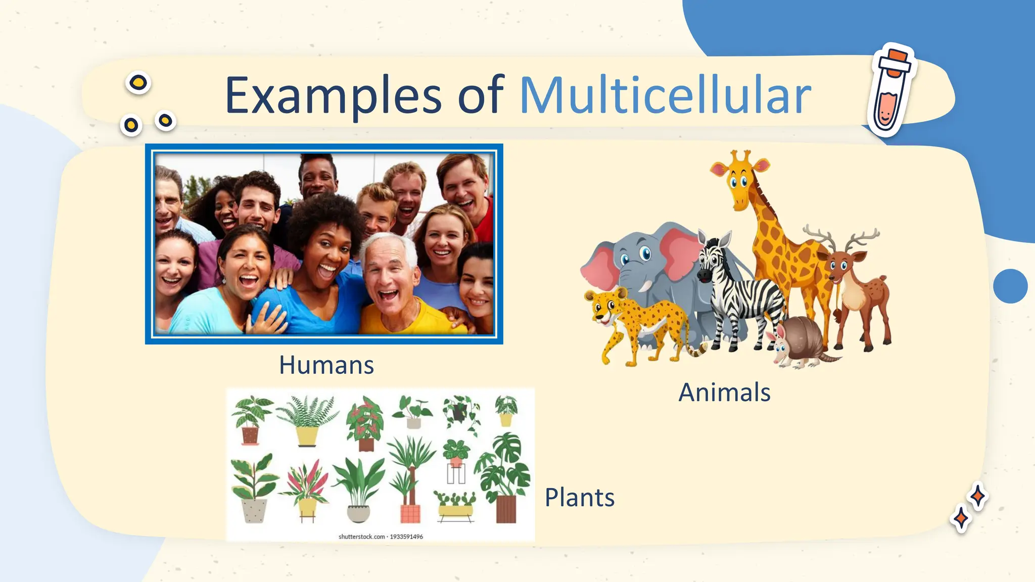 Humans
Animals
Examples of Multicellular
Plants
 