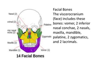 parts and function of the skeletal.pptx
