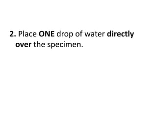 2. Place ONE drop of water directly
over the specimen.
 