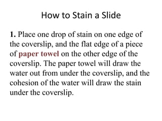 How to Stain a Slide
1. Place one drop of stain on one edge of
the coverslip, and the flat edge of a piece
of paper towel on the other edge of the
coverslip. The paper towel will draw the
water out from under the coverslip, and the
cohesion of the water will draw the stain
under the coverslip.
 