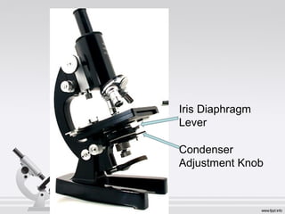 Iris Diaphragm 
Lever 
Condenser 
Adjustment Knob 
 