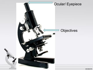 Ocular/ Eyepiece 
Objectives 
 