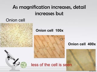 As magnification increases, detail 
increases but 
Onion cell 
40x 
Onion cell 100x 
Onion cell 400x 
less of the cell is seen 
 