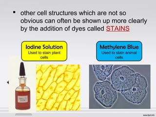  other cell structures which are not so 
obvious can often be shown up more clearly 
by the addition of dyes called STAINS 
Iodine Solution 
Used to stain plant 
cells 
Methylene Blue 
Used to stain animal 
cells 
 