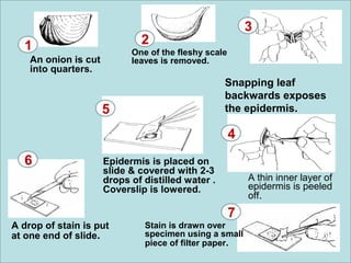 A thin inner layer of 
epidermis is peeled 
off. 
1 2 
An onion is cut 
into quarters. 
One of the fleshy scale 
leaves is removed. 
Snapping leaf 
backwards exposes 
the epidermis. 
Epidermis is placed on 
slide & covered with 2-3 
drops of distilled water . 
Coverslip is lowered. 
A drop of stain is put 
at one end of slide. 
3 
5 
4 
6 
7 
Stain is drawn over 
specimen using a small 
piece of filter paper. 
 
