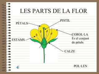 LES PARTS DE LA FLOR PÈTALS COROL·LA És el conjunt  de pètals CALZE PISTIL ESTAMS POL·LEN 