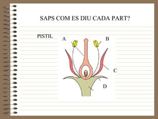 A B C D SAPS COM ES DIU CADA PART? PISTIL 