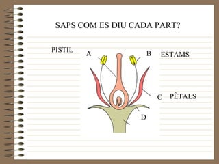 A B C D SAPS COM ES DIU CADA PART? PISTIL ESTAMS PÈTALS 