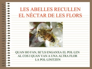 LES ABELLES RECULLEN EL NÈCTAR DE LES FLORS QUAN HO FAN, SE’LS ENGANXA EL POL·LEN AL COS I QUAN VAN A UNA ALTRA FLOR LA POL·LINITZEN 