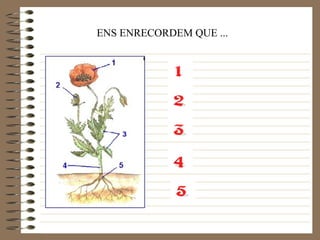 ENS ENRECORDEM QUE ... 