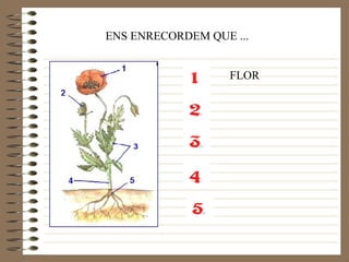 ENS ENRECORDEM QUE ... FLOR 