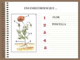 ENS ENRECORDEM QUE ... FLOR PONCELLA 