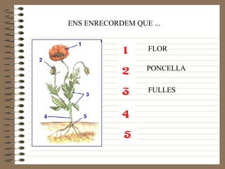 ENS ENRECORDEM QUE ... FLOR PONCELLA FULLES 