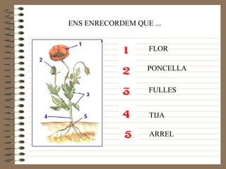 ENS ENRECORDEM QUE ... FLOR PONCELLA FULLES TIJA ARREL 