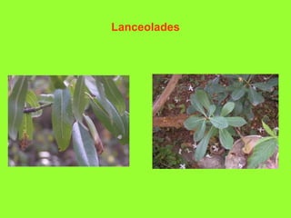 Lanceolades 