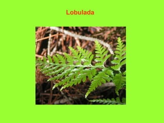 Lobulada 
