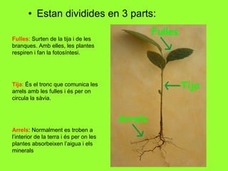 Estan dividides en 3 parts: Arrels : Normalment es troben a l’interior de la terra i és per on les plantes absorbeixen l’aigua i els minerals Fulles :  Surten de la tija i de les branques. Amb elles, les plantes respiren i fan la fotosíntesi. Tija :  És el tronc que comunica les arrels amb les fulles i és per on circula la sàvia. 