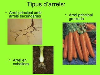 Tipus d’arrels: Arrel principal amb arrels secundàries Arrel en cabellera Arrel principal gruixuda 