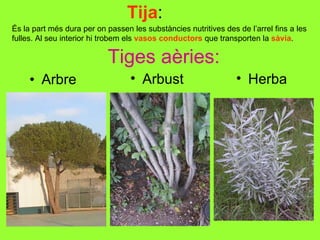 Tija : Arbre És la part més dura per on passen les substàncies nutritives des de l’arrel fins a les fulles. Al seu interior hi trobem els  vasos conductors  que transporten la  sàvia . Tiges aèries: Arbust Herba 