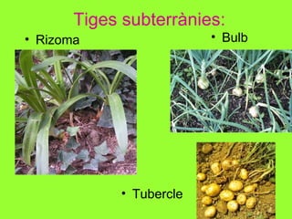 Tiges subterrànies: Tubercle Bulb Rizoma 
