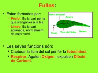 Fulles : Estan formades per: Pecíol : És la part per la que s’enganxa a la tija. Limbe : És la part aplanada, normalment de color verd. Les seves funcions són: Capturar la llum del sol per fer la  fotosíntesi . Respirar : Agafen  Oxigen  i expulsen  Diòxid de Carboni . 