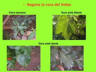 Segons la vora del limbe. Vora sencera Vora amb lòbuls Vora amb dents 
