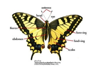 Parts of a Butterfly