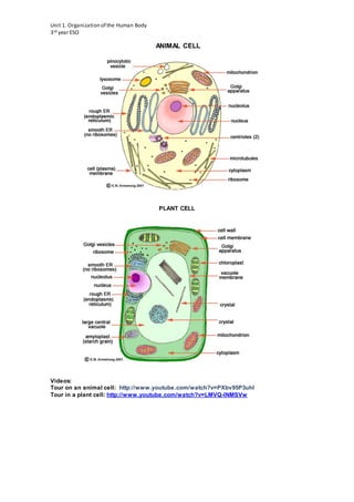 Parts of a cell. definitions and activities