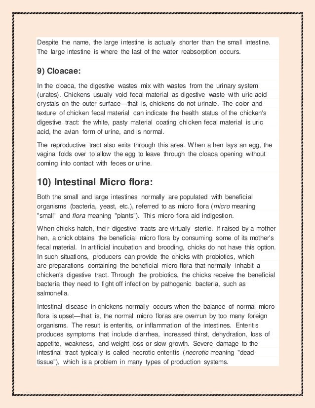 parts of a chicken digestive tract 7 638