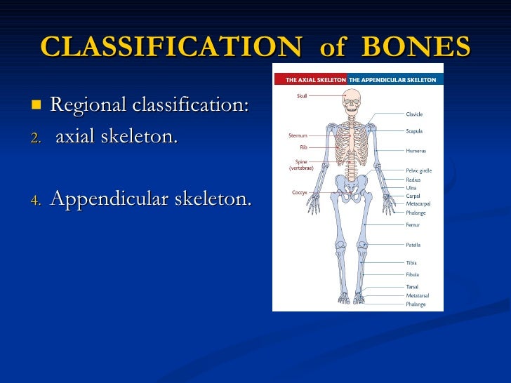 Parts of adult & young bone, 123