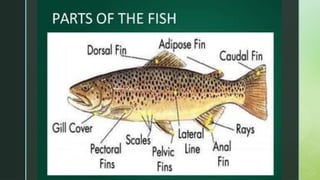 Understanding Fish Composition, Cooking Methods, and Market Forms | PPTX