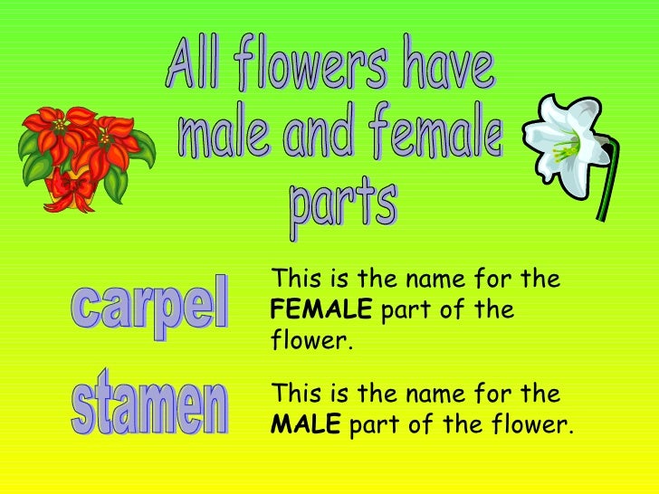 Parts Of A Flower