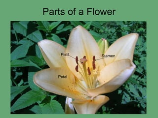 Parts of a Flower Petal Pistil Stamen 