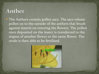 Parts of a flower | PPT