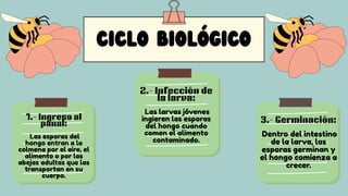 Parts of a Flower and the Process of Pollination Education Presentation ...
